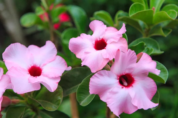 Pink Mock Azalea — Stock Photo, Image