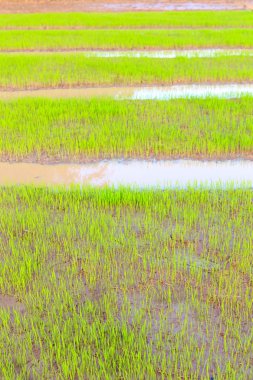 pirinç fabrikası filizlenir