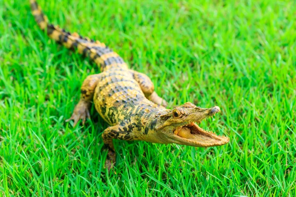 Jonge krokodil op groen gras — Stockfoto