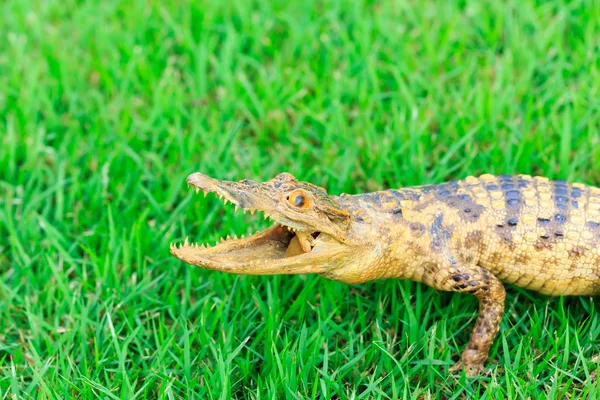 Young Crocodile on green grass — Stock Photo, Image