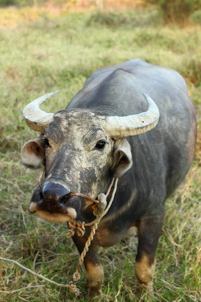 Asiatischer Büffel — Stockfoto