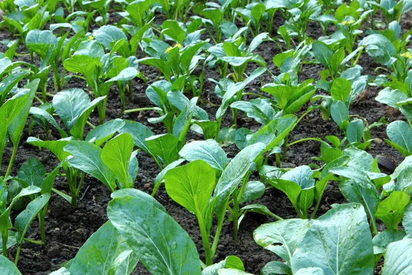 Vegetabiliska växt — Stockfoto