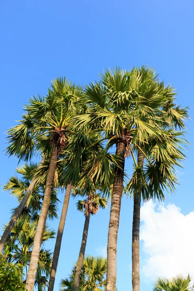 Sugar plam trees — Stock Photo, Image