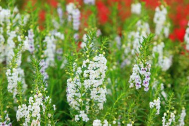 Bahçe güzel bahar çiçeği