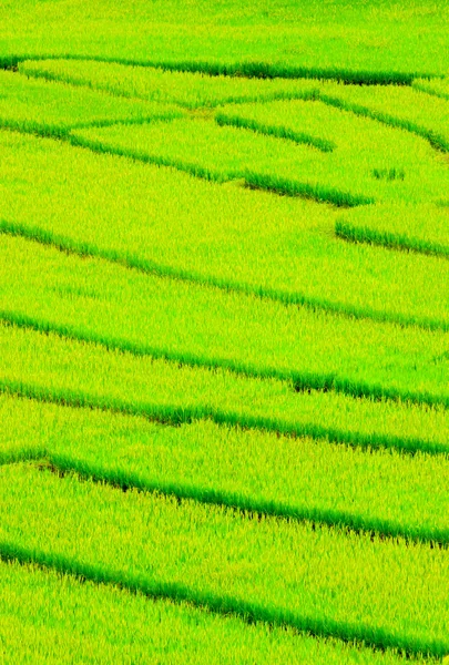 Planta de agricultura de arroz en Tailandia —  Fotos de Stock