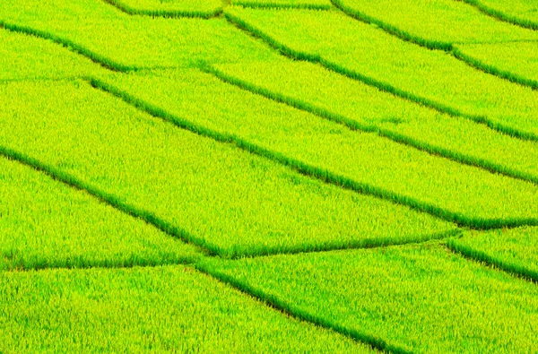 Planta de agricultura de arroz en Tailandia — Foto de Stock