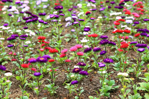 Bela flor de primavera no jardim — Fotografia de Stock