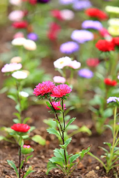 Прекрасный весенний цветок в саду — стоковое фото