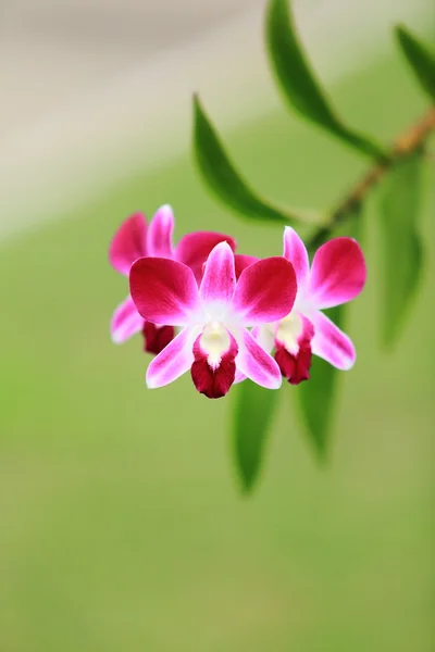 Scheinazalee im Garten — Stockfoto