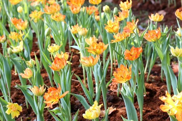 Tulipan kolorowe na tle przyrody — Zdjęcie stockowe