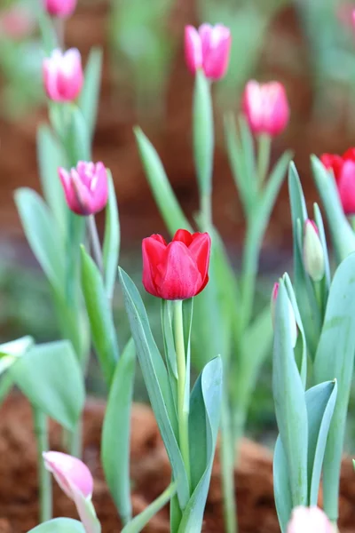 Coloured tulip on nature background — Stock Photo, Image
