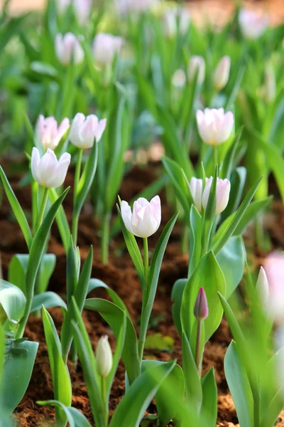 Coloured tulip on nature background — Stock Photo, Image