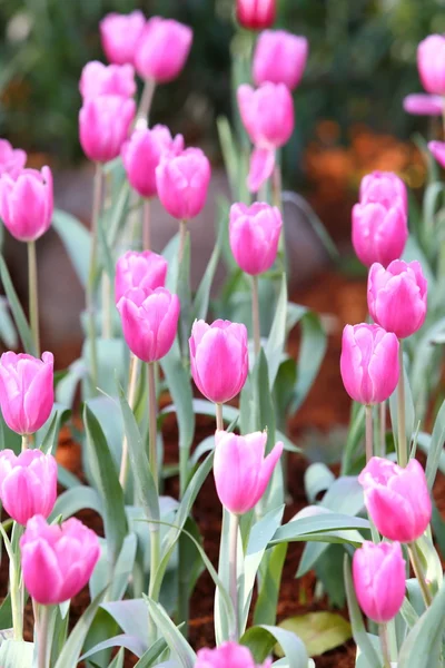 Coloured tulip on nature background — Stock Photo, Image