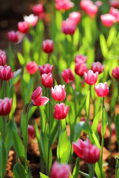 Tulipán de color sobre fondo natural —  Fotos de Stock