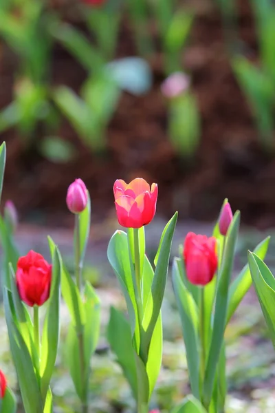 Coloured tulip on nature background — Stock Photo, Image