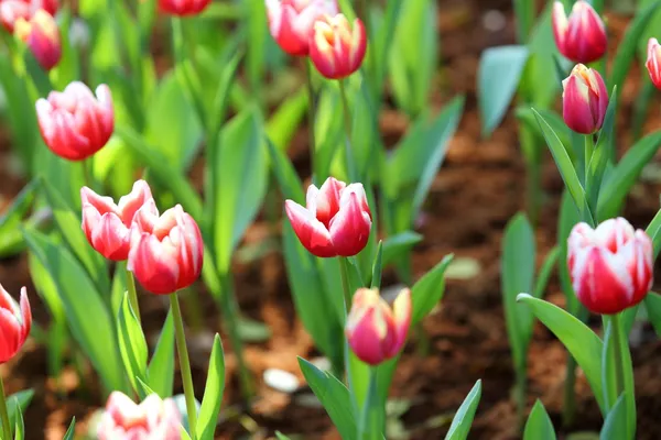 Färgad tulpan på natur bakgrund — Stockfoto