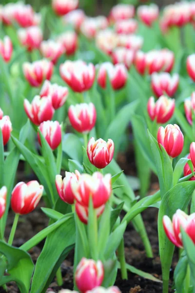 Tulipe colorée sur fond nature — Photo