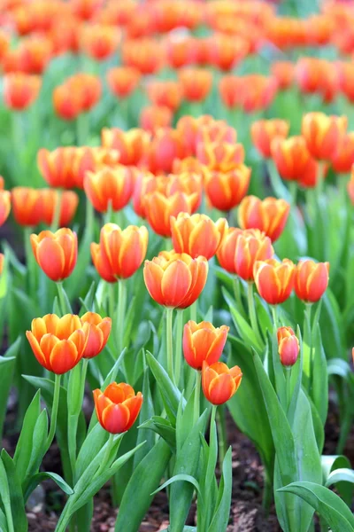 Tulipe colorée sur fond nature — Photo