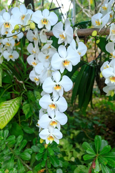 白蘭の庭 — ストック写真