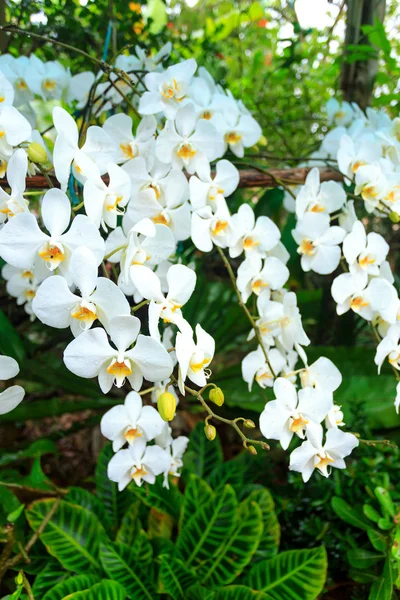 Weiße Orchidee im Garten — Stockfoto