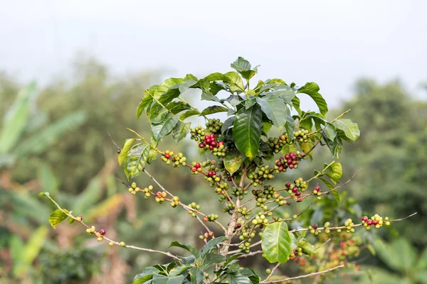 De boom van een koffie in de tuin — Stockfoto