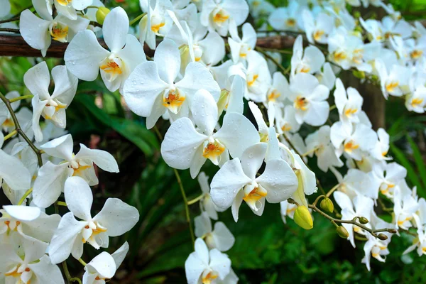 White orchid in garden — Stock Photo, Image