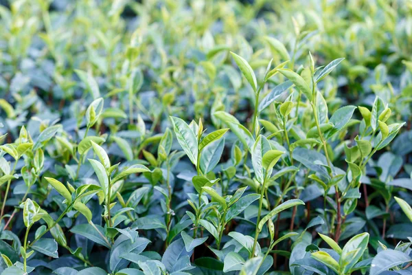 Plantación de té verde en Tailandia —  Fotos de Stock