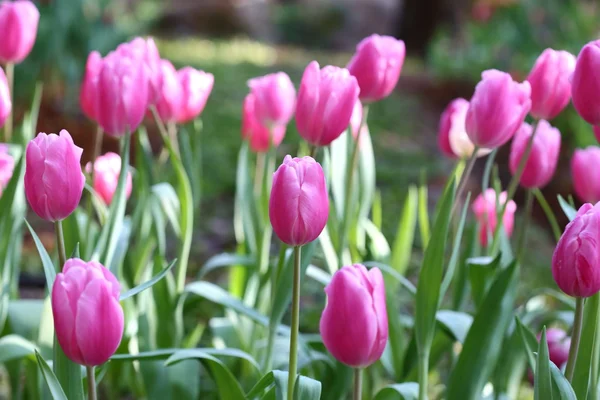 Colorful tulip on nature background — Stock Photo, Image