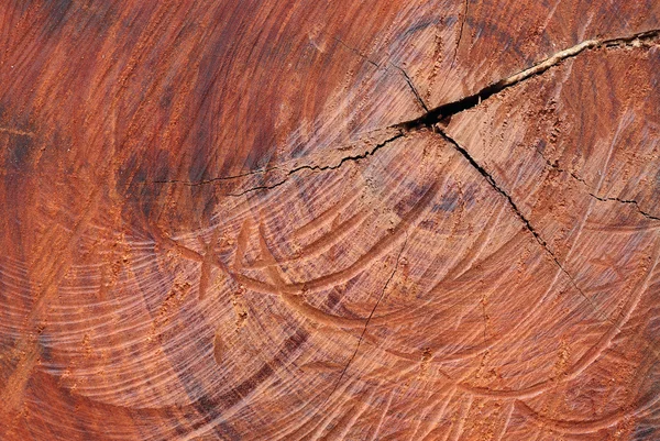 Oberfläche Holz log Textur Hintergrund — Stockfoto