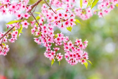 vahşi Himalaya kiraz bahar çiçeği