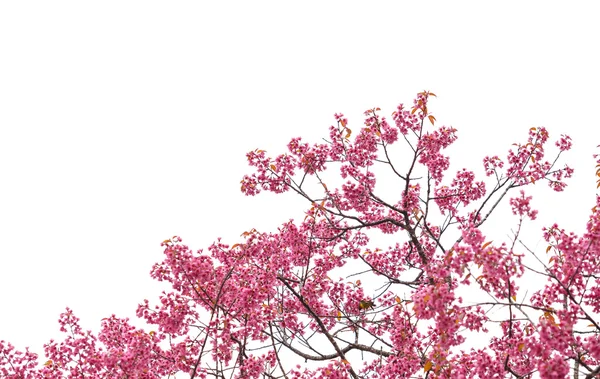 Дикая гималайская вишня на белом заднем плане — стоковое фото