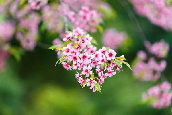 Vilda himalayan körsbär våren blossom — Stockfoto