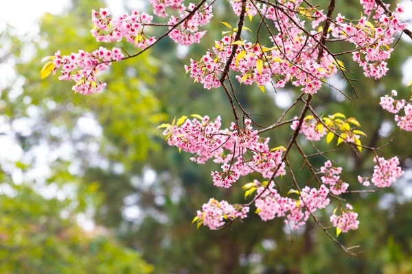 Fiore selvatico di ciliegio himalayano — Foto Stock