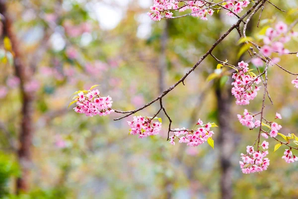 Flor selvagem da primavera da cereja do Himalaia — Fotografia de Stock