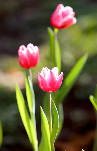 Färgad tulpan på natur bakgrund — Stockfoto