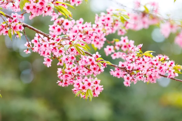 Cerise sauvage de l'Himalaya — Photo