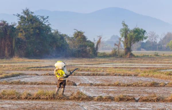 Asiático macho arroz agricultor en trabajo —  Fotos de Stock