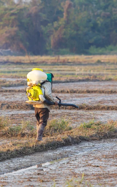 Ásia masculino arroz agricultor no trabalho — Fotografia de Stock