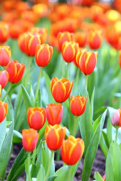 Tulipe colorée sur fond de nature — Photo