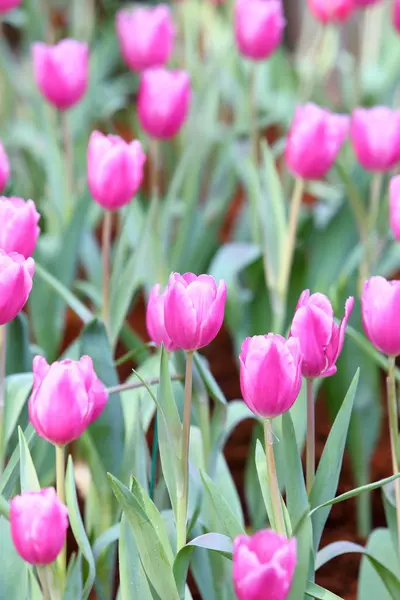 Colorful tulip on nature background — Stock Photo, Image