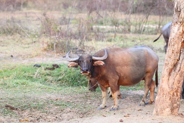 Thai buffalo in the field — Stock Photo, Image