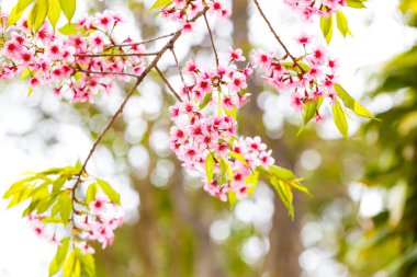 vahşi Himalaya kiraz bahar çiçeği