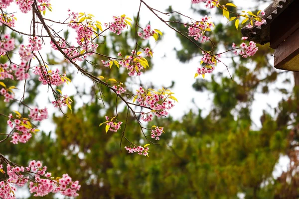 Kirschblüte — Stockfoto