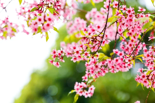 Flor de cerezo —  Fotos de Stock