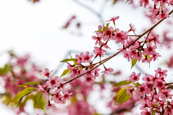 Fiore di ciliegio — Foto Stock