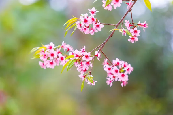 Himalaya sauvage Fleur de printemps de cerisier — Photo