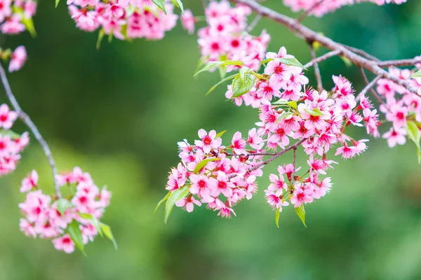 Vahşi Himalaya kiraz bahar çiçeği — Stok fotoğraf