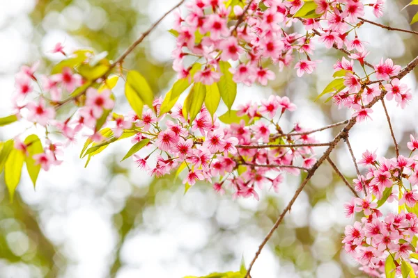 Wilde Himalaya-Kirsche Frühlingsblüte — Stockfoto