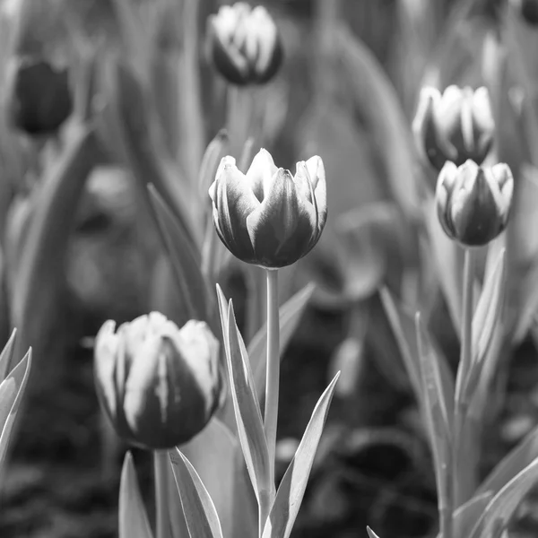 Чёрно-белый тюльпан — стоковое фото