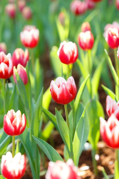 Coloré de fleur de tulipe — Photo